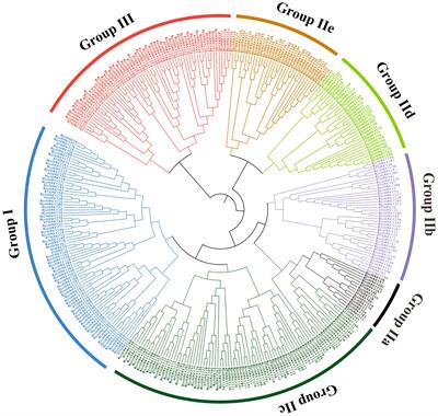 Genome-wide analysis of WRKY gene family and the dynamic responses of key WRKY genes involved in cadmium stress in Brassica juncea